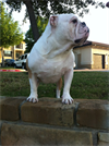 chops1315