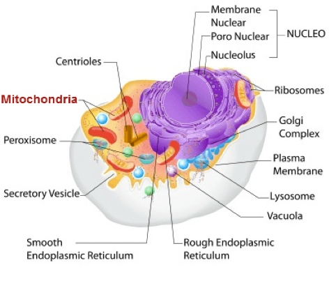 Non-Invasive Test for Mitochondrial Dysfunction