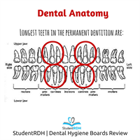 Which tooth is the longest?