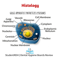 Which cell component synthesizes lysosomes?