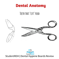 Q: What is the main function of the incisors in mastication?