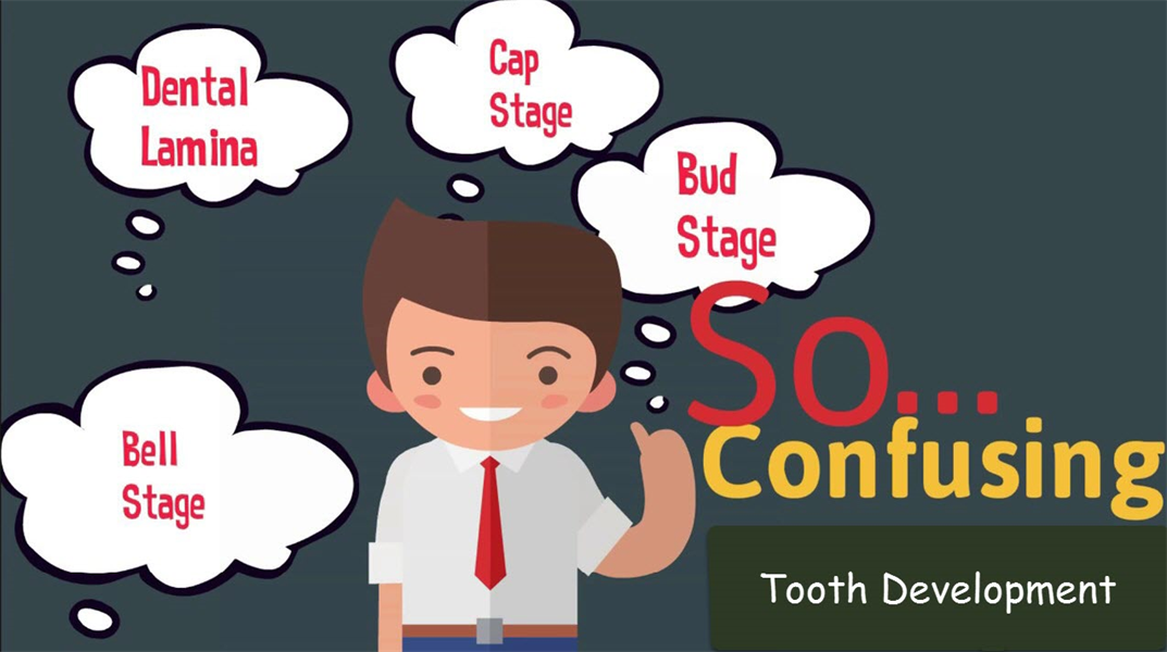 [Embryology] How to remember the stages of tooth development