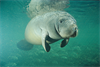 manatee5