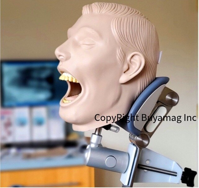 Dental Schools Supplies Buyamag Inc Alpha Leader Durable Best Quality X-Ray Manikin Periodontal Hygiene Simulator Orthodontic Models Anesthesia Teeth Extraction Phantom Training Practice 