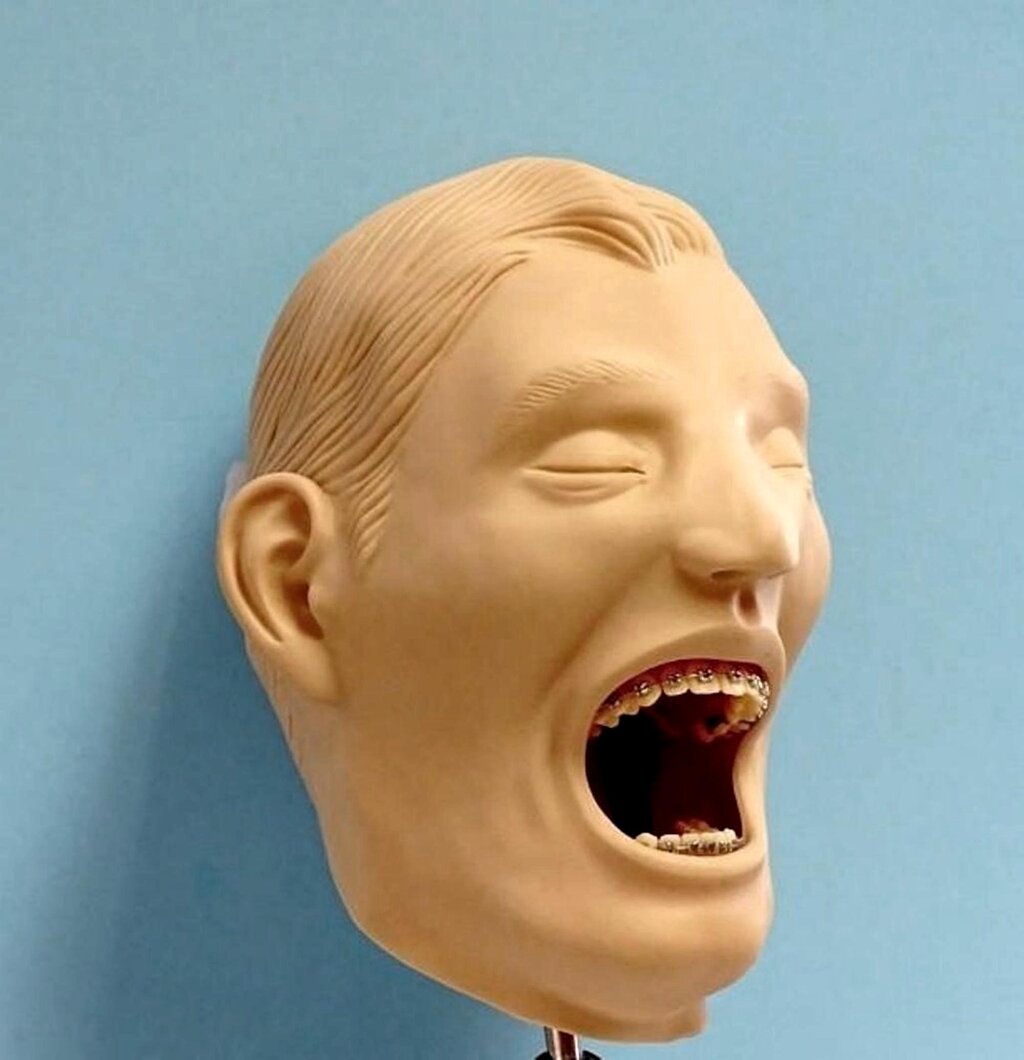 Dental Assistant Schools Supply Practice Dental X-Ray Radiology Manikins Radioggraphy Simulators Training Pantom Heads 