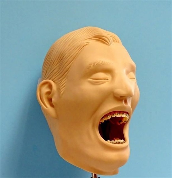 www. Buyamag.com Offer Orthodontic Models Manikin Simulation For Dental Schools Education, Training, Teacing And Practicing