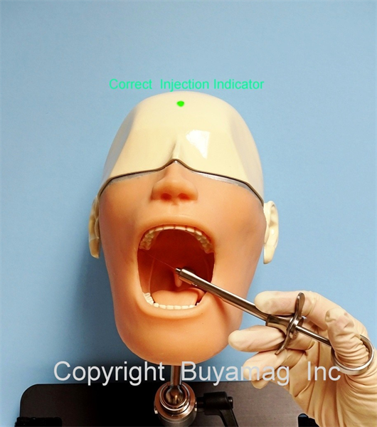 At Buyamag Inc we design Dental Models Manikins Simulator Phantoms for dental schools, teaching educating and training students dentistry techniques, teeth anatomy, oral hygiene and disease.