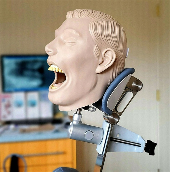 Dental Teeth Extraction Manikin Simulator Model Training Help Dental Students Practicing Teeth Extraction Surgery In School Or Home 