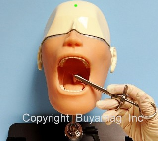 When it Comes to Dental Education Dental Models From Buyamag inc Play A Major Role For Dentistry Schools in Education Programs   