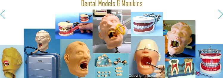 Dental Schools Supplies Buyamag Inc Alpha Leader Durable Best Quality X-Ray Manikin Periodontal Hygiene Simulator Orthodontic Models Anesthesia Teeth Extraction Phantom Training Practice 