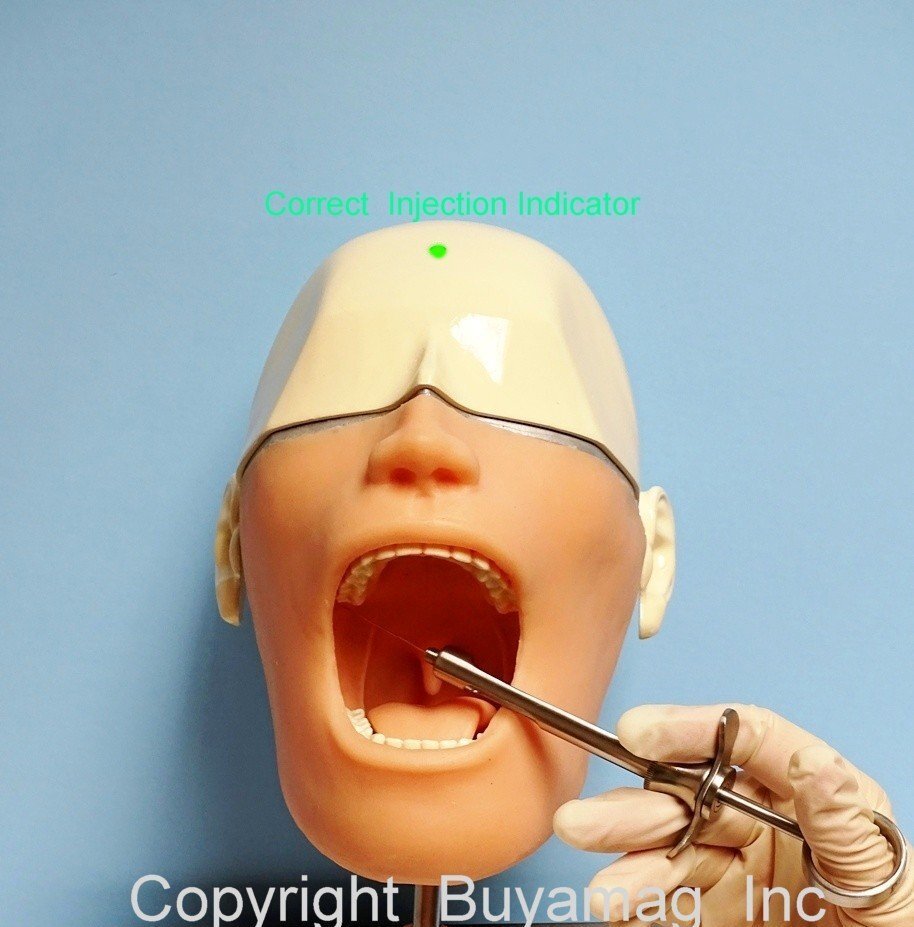 Dental Schools Supplies Buyamag Inc Alpha Leader Durable Best Quality X-Ray Manikin Periodontal Hygiene Simulator Orthodontic Models Anesthesia Teeth Extraction Phantom Training Practice 