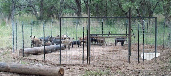 Catching Wild Pigs