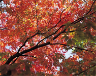 Tip from Consultant Sandy Pardue: Fall Use it or Lose it Letter 