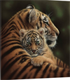 tiger cub